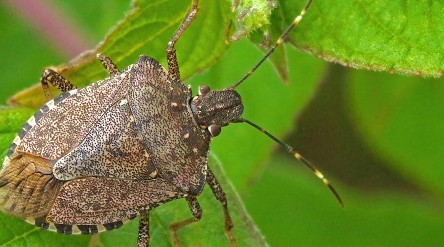 Stink bugs: A practical guide for exporters and shippers - EUKOR